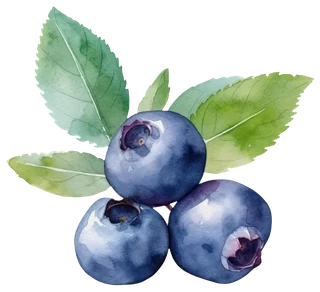 Aquarell-Illustration von Heidelbeeren mit frischen Blättern