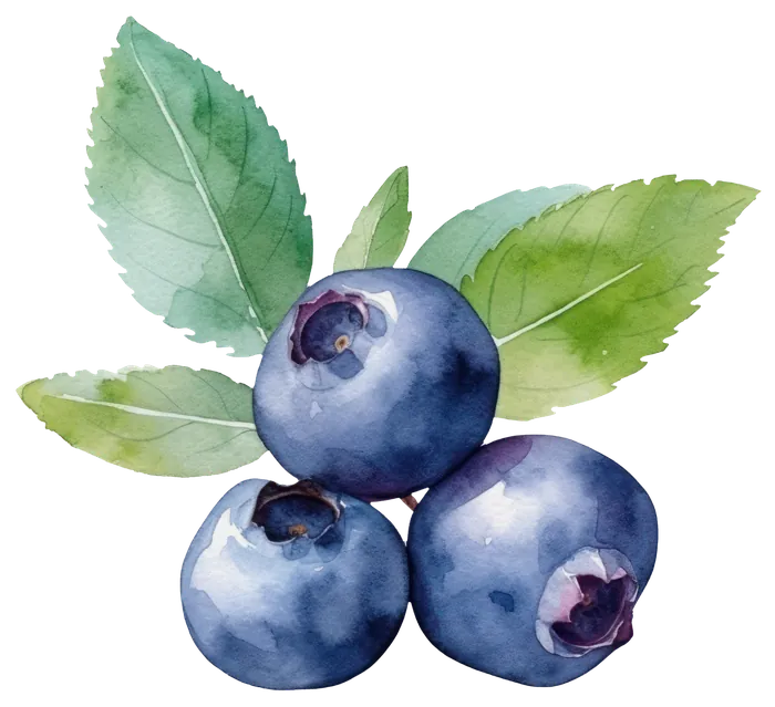 Aquarell-Illustration von Heidelbeeren mit frischen Blättern